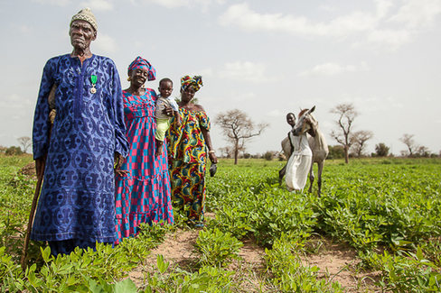 Samba_sall-1442433870